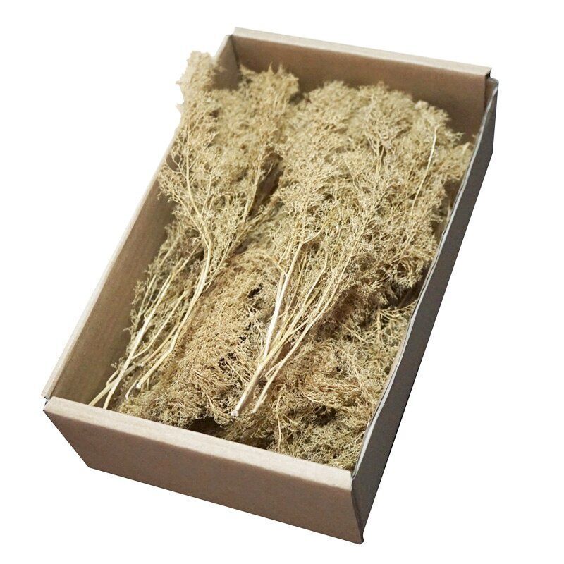 Miniature Quinoa Plant Dry Tree Model DIY Railway Building Sand Table Layout Kit