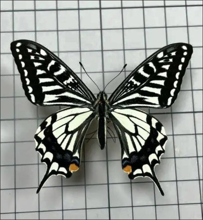 10 Pcs Spread Citrus Swallowtail Butterfly Specimens A- Grade DIY Decor Gift