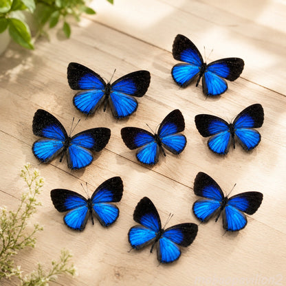 10 Real Dark Caerulean Butterfly Specimens Jamides Bochus Spread A1-A- DIY