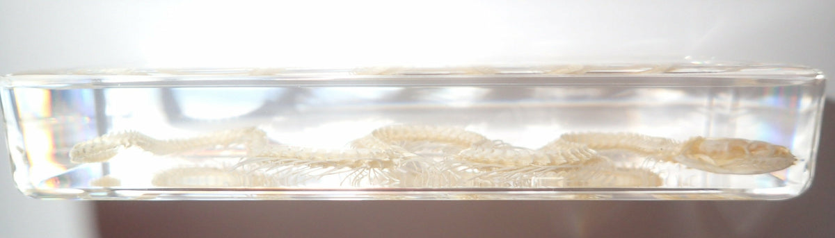 164*78*20mm Chinese Water Snake Skeleton Block Education Animal Specimen