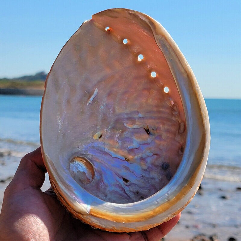 1 Piece Natural Large Conch Sea Abalone Shell Sample Art Collection Aquarium
