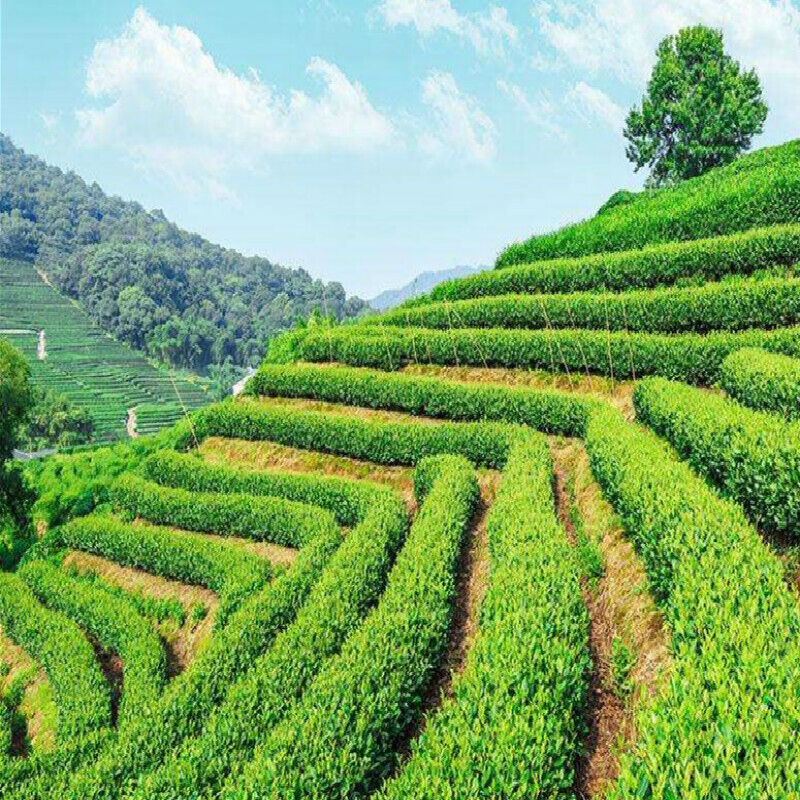 100% Natural Jasmine Pearls Fresh Green Tea Jasmine Dragon Pearl Green Tea