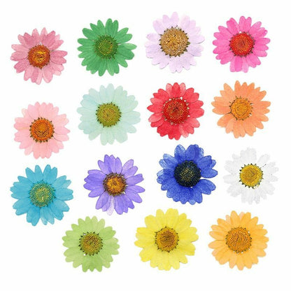 Dried Flowers Pressed Dry Daisy Epoxy Resin Jewelry Making Materials 120Pcs/Lot