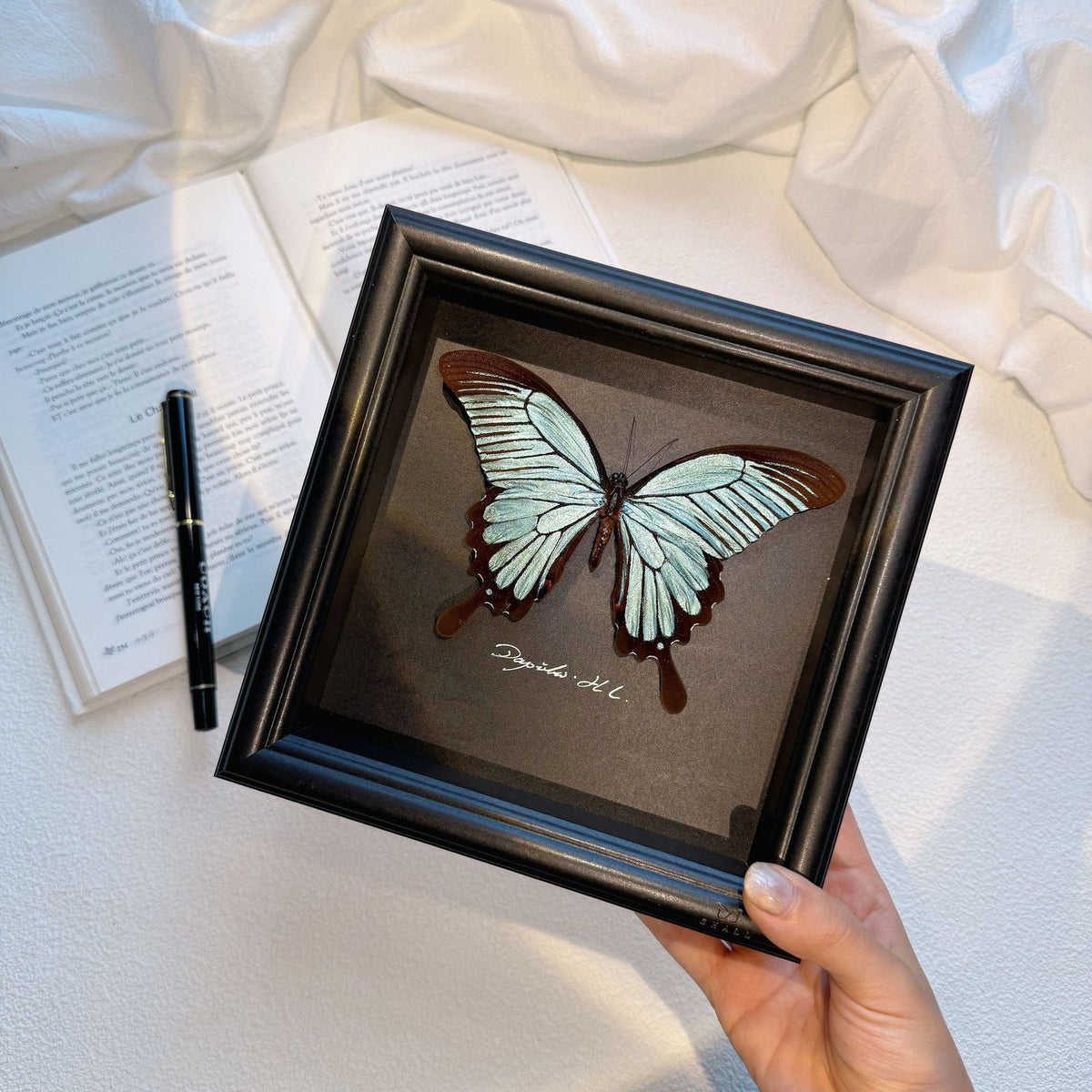 Papilio Helenus Butterfly Specimen, Morpho Didius Alternative, Framed Decor