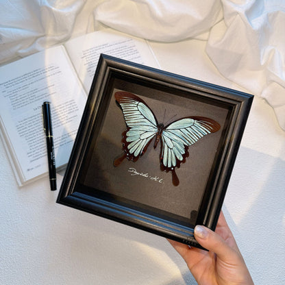 Papilio Helenus Butterfly Specimen, Morpho Didius Alternative, Framed Decor