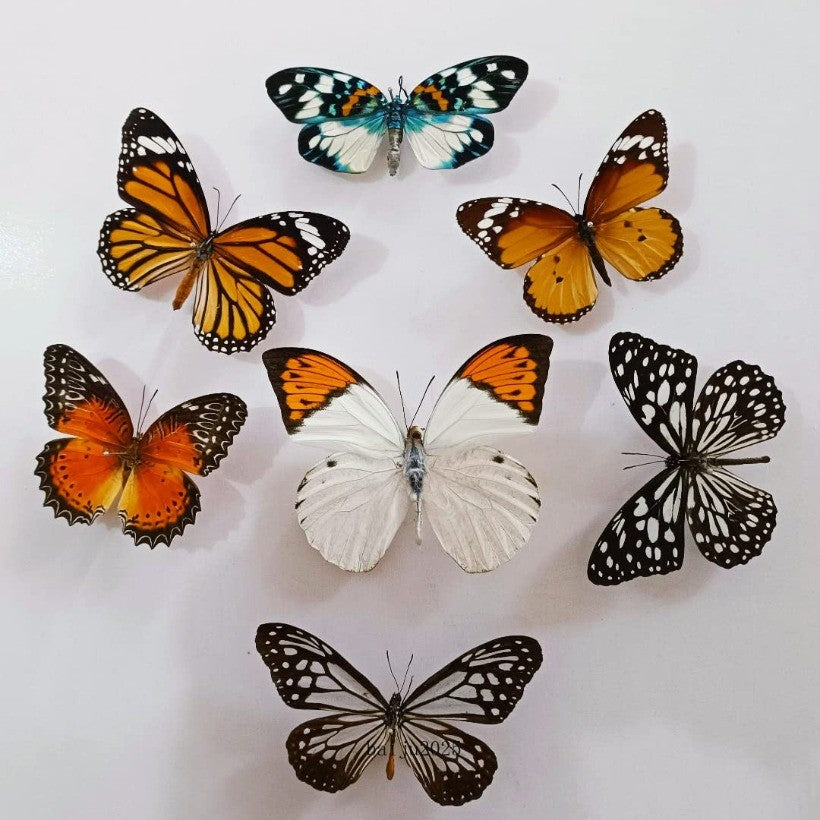15 Pcs of Real Dried Dead Butterflies with Spread Wings Shaped, Natural