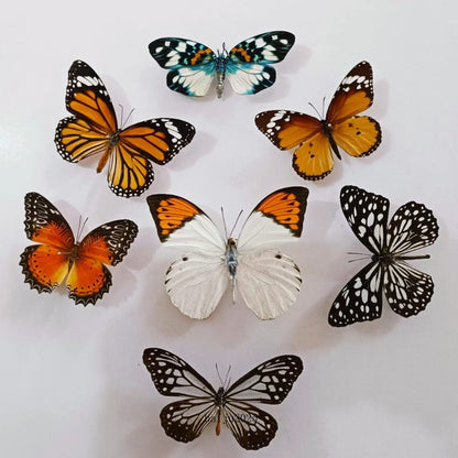 15 Pcs of Real Dried Dead Butterflies with Spread Wings Shaped, Natural