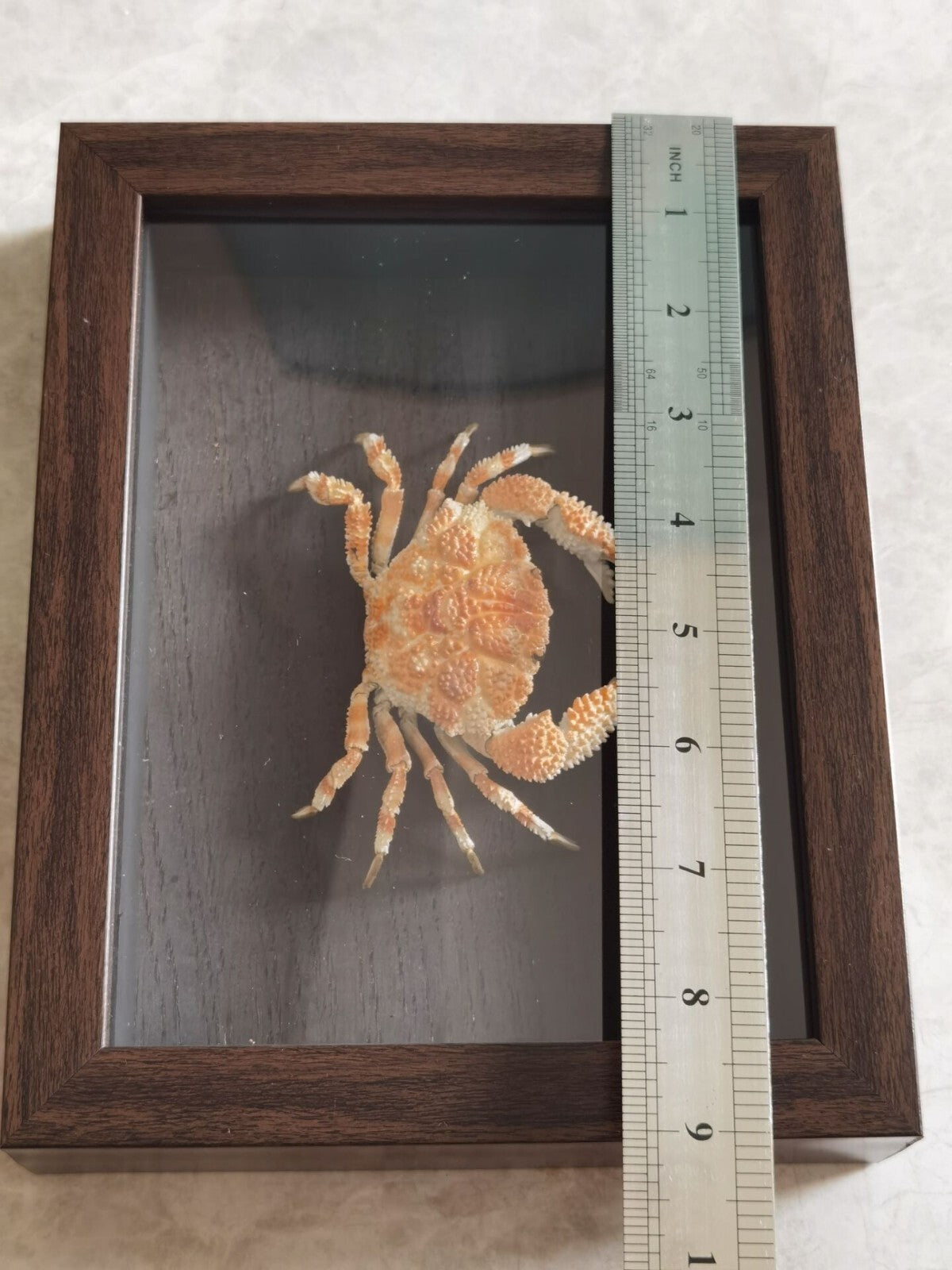 Collect Real Scaly Crab Statue Specimen Skeleton Animal Bone Decor