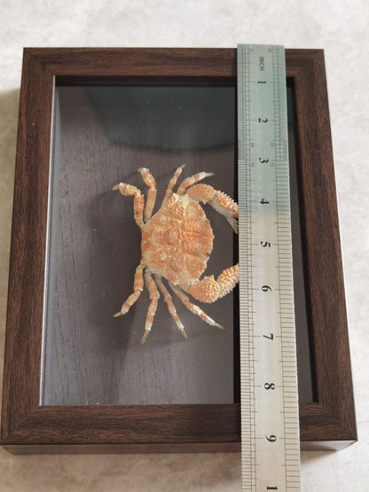 Collect Real Scaly Crab Statue Specimen Skeleton Animal Bone Decor