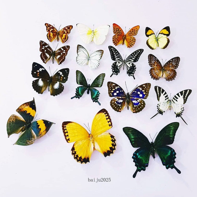 15 Pcs of Real Dried Dead Butterflies with Spread Wings Shaped, Natural