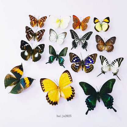 15 Pcs of Real Dried Dead Butterflies with Spread Wings Shaped, Natural