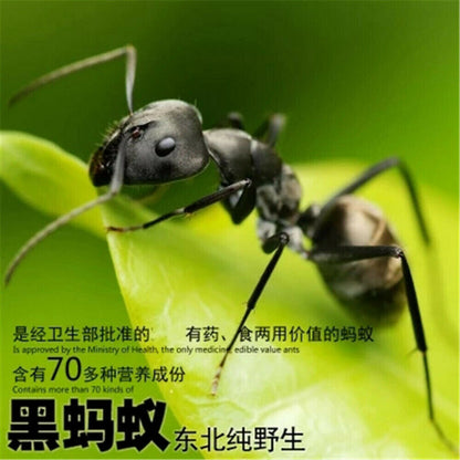 500g Premuim China Wild Chang Bai Shan Mountain Black Ant Vic Roger Polyrhachis