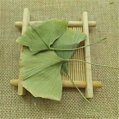 Ginkgo Biloba Leaves Chinese Wild Ginkgo Tea Medicinal Herbal Tea Loose Leaves