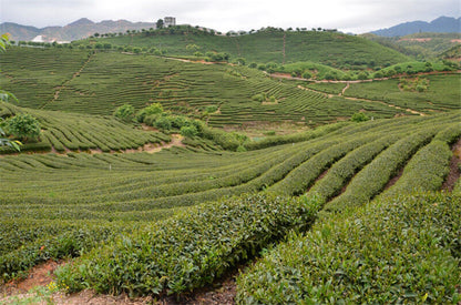 250g Premium 58 Series Black Tea Dian Hong Famous Yunnan Black Tea Dianhong Tea