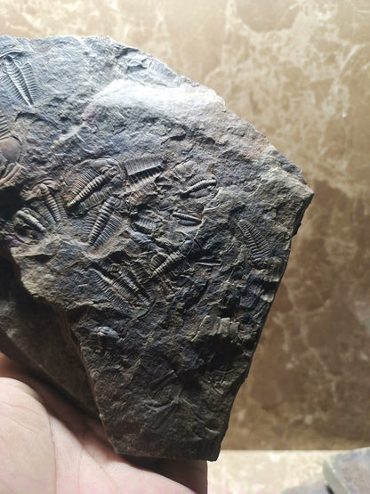 92201 From The Jurassic Daohugou Period Exquisite Insect Fossils Collection