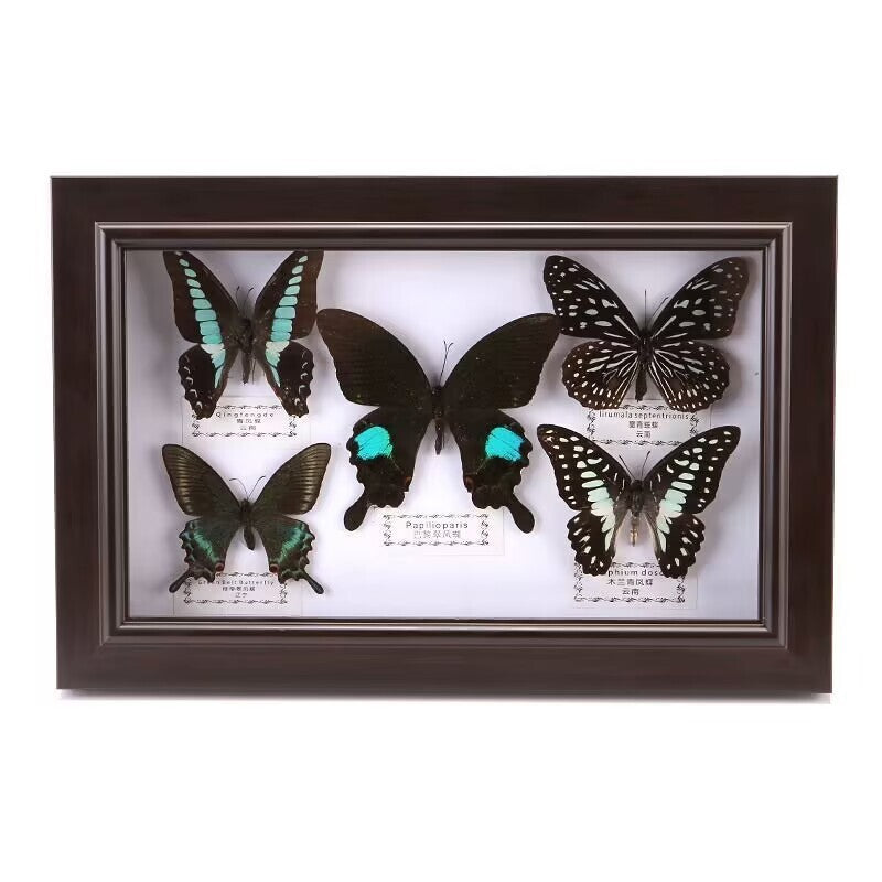 Pretty Butterfly Specimen PhotoFrame Artwork Home Decoration Teaching Collection