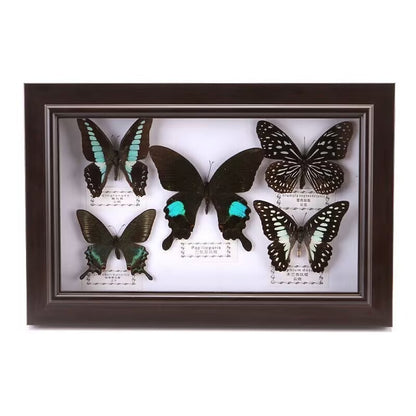 Pretty Butterfly Specimen PhotoFrame Artwork Home Decoration Teaching Collection