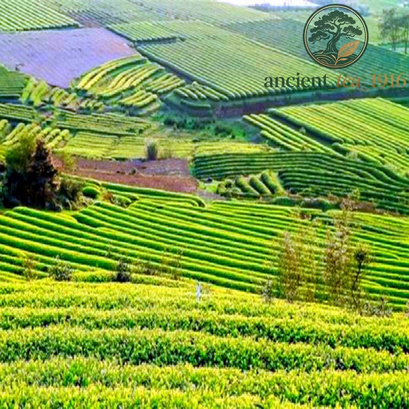30 Years 357g Ripe Puer Tea Black Tea Cake Chinese Yunnan Pu-Erh Tea Weight Loss