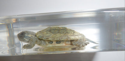 73x40x20 Mm Water Slider Turtle In Clear Paperweight Education Specimen