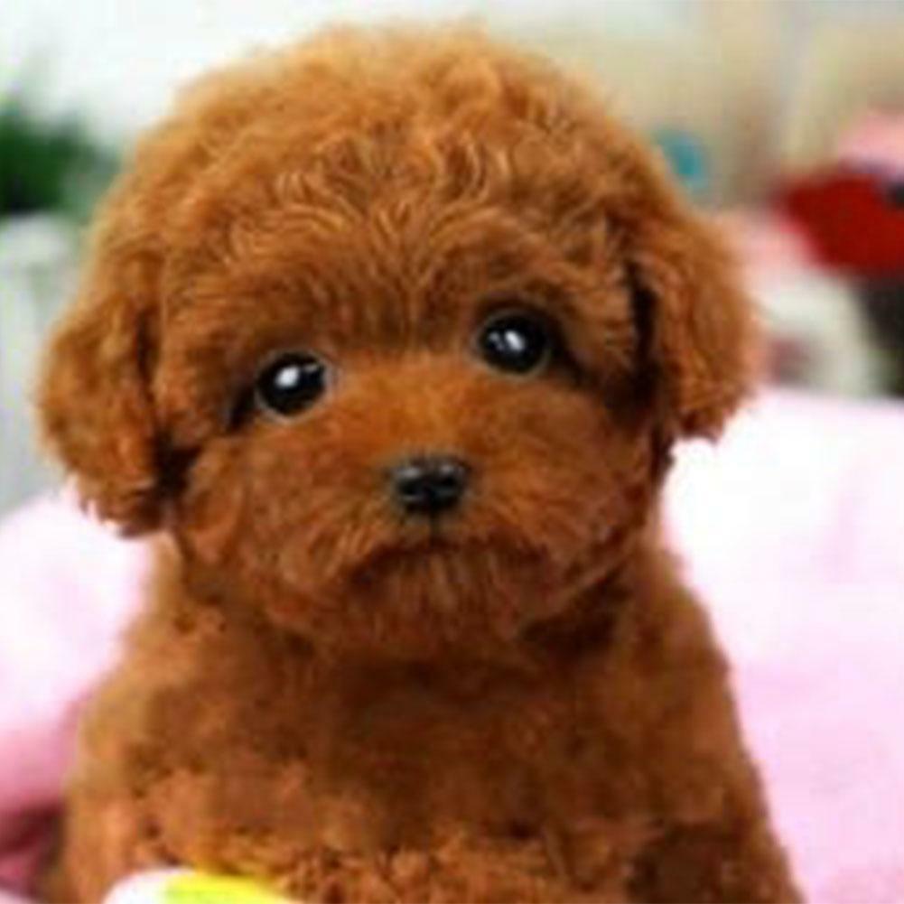 Realistic Teddy Dog Simulation Toy Dog Puppy Lifelike Stuffed Toy