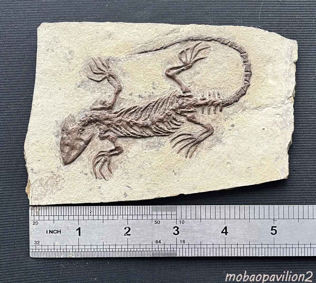 Chinese Monjurosuchus Choristodera Fossil Rare Collected