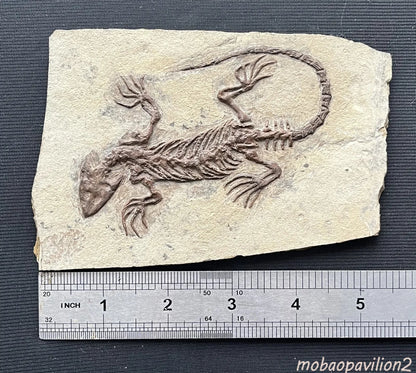 Chinese Monjurosuchus Choristodera Fossil Rare Collected