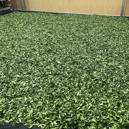 Taiwan unique Oolong tea,Alishan,High-mountain Oolong tea,Winter,150g*4