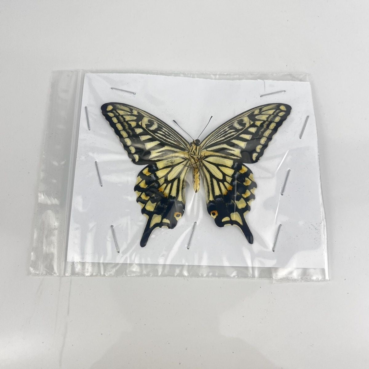 10 Pcs Spread Citrus Swallowtail Butterfly Specimens A- Grade DIY Decor Gift