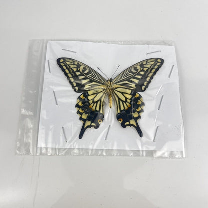 10 Pcs Spread Citrus Swallowtail Butterfly Specimens A- Grade DIY Decor Gift