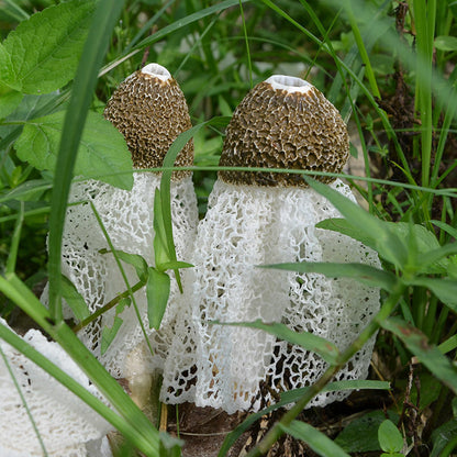 100g Organic Bamboo Fungus Natural China Dictyophora for Soup Ingredients Zhusun
