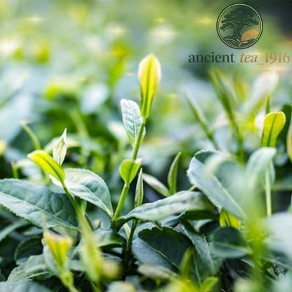 Yunnan Pu Erh Tea Raw Puer Green Tea Cake 100g Natural Loose Leaf