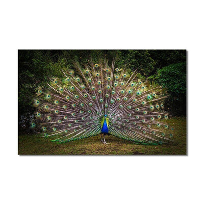 Peacock Print Art Wall Art Picture Posters Animal Canvas Painting Home Decor Art