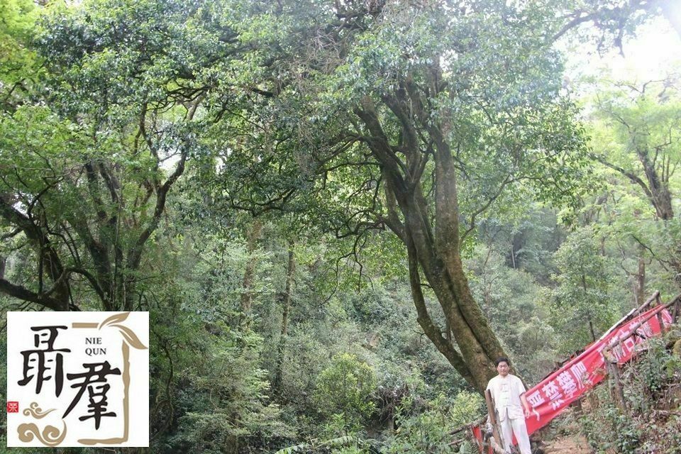 Yunnan pu er Snowy mountain 2019 sheng puer DA XUE SHAN raw puerh 100g