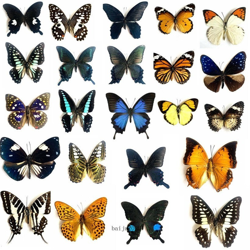 20pcs（Butterfly species with no duplicates）natural Real Butterflies Specimen