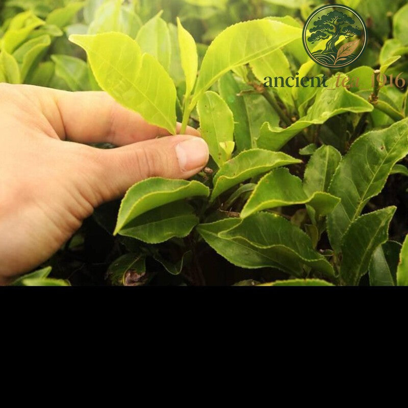200g Yunnan Old White Tea Cake Premium Aged Loose Leaf Herbal Drink