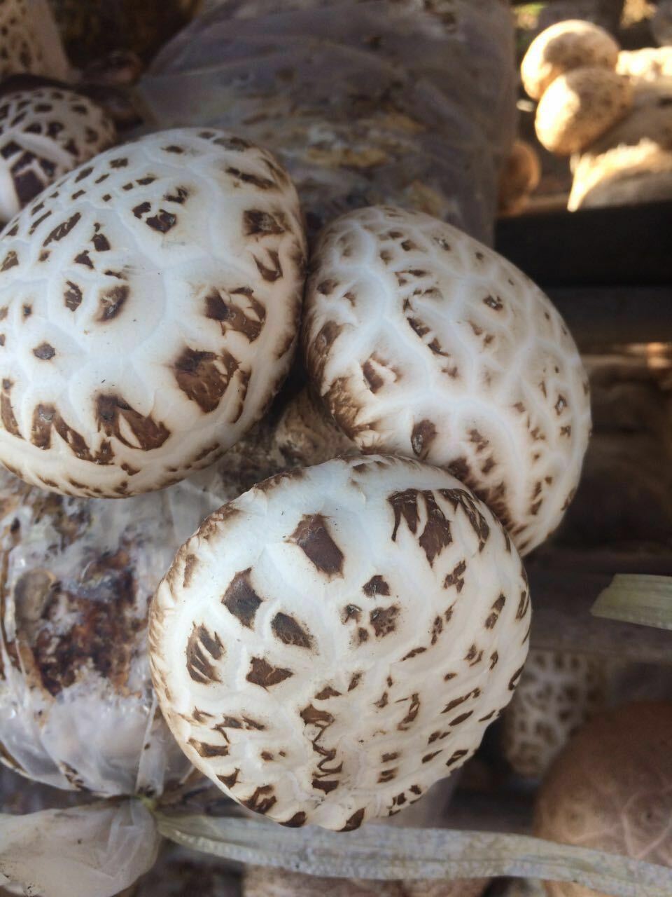 100% Natural Edible Mushroom Baswood Mushroom Brown Shiitake -