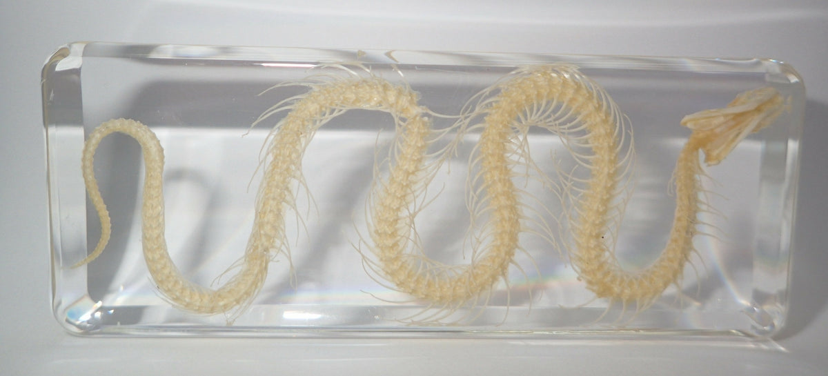 164*78*20mm Chinese Water Snake Skeleton Block Education Animal Specimen