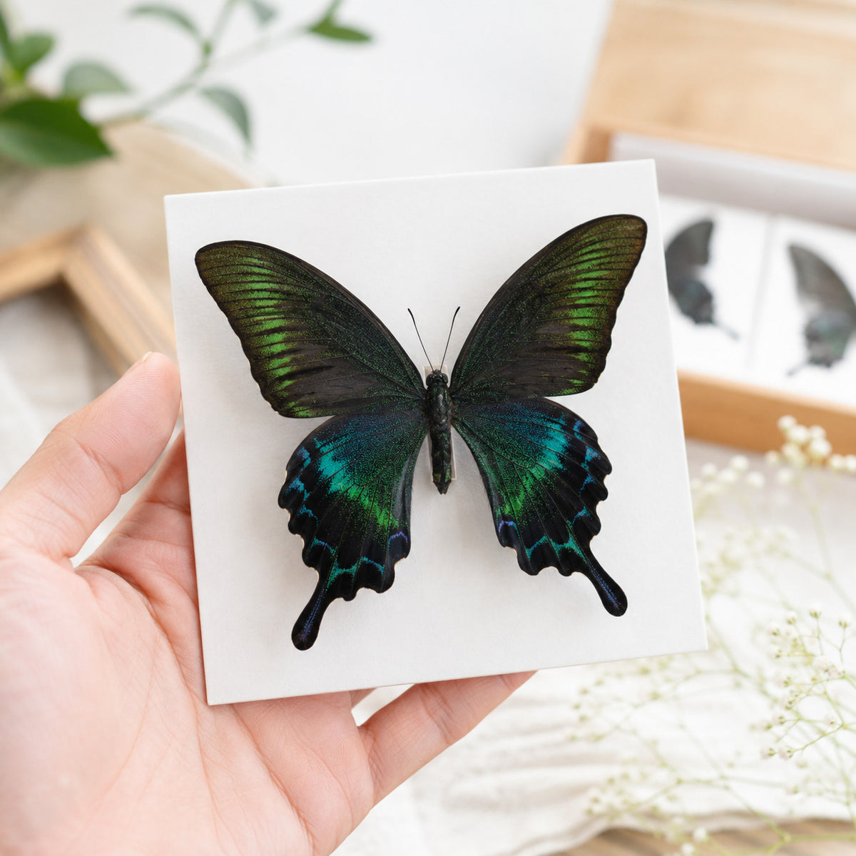 10 Real Papilio Maackii Butterfly Specimens 9cm Spread Wings DIY