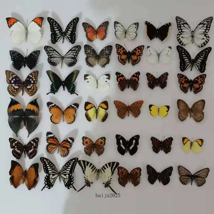 20pcs（Butterfly species with no duplicates）natural Real Butterflies Specimen