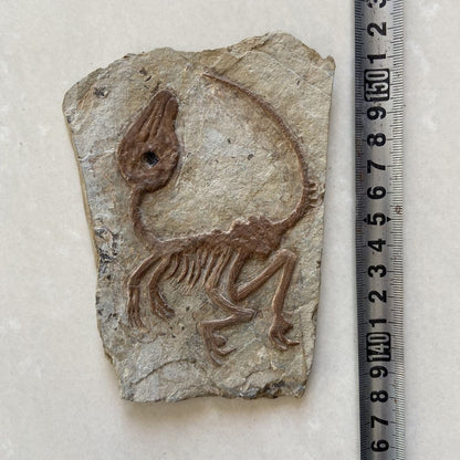 Old Real Fossil Rare Best Triassic Keichousaurus Collection