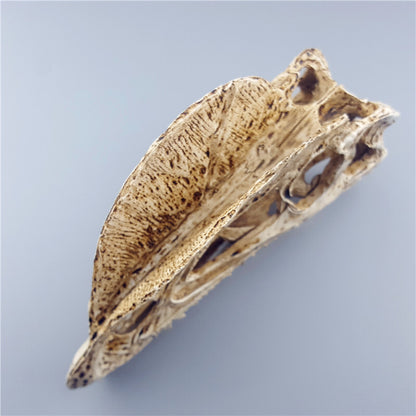 Resin Dinosaur Skeleton Model Double Crowned Dragon Skull Animal Teaching