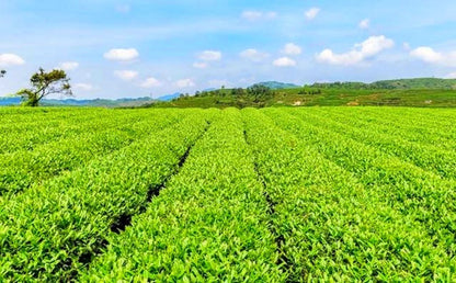 Top Grade Dahongpao Oolong Tea China Da Hong Pao Black Tea Advanced Organic