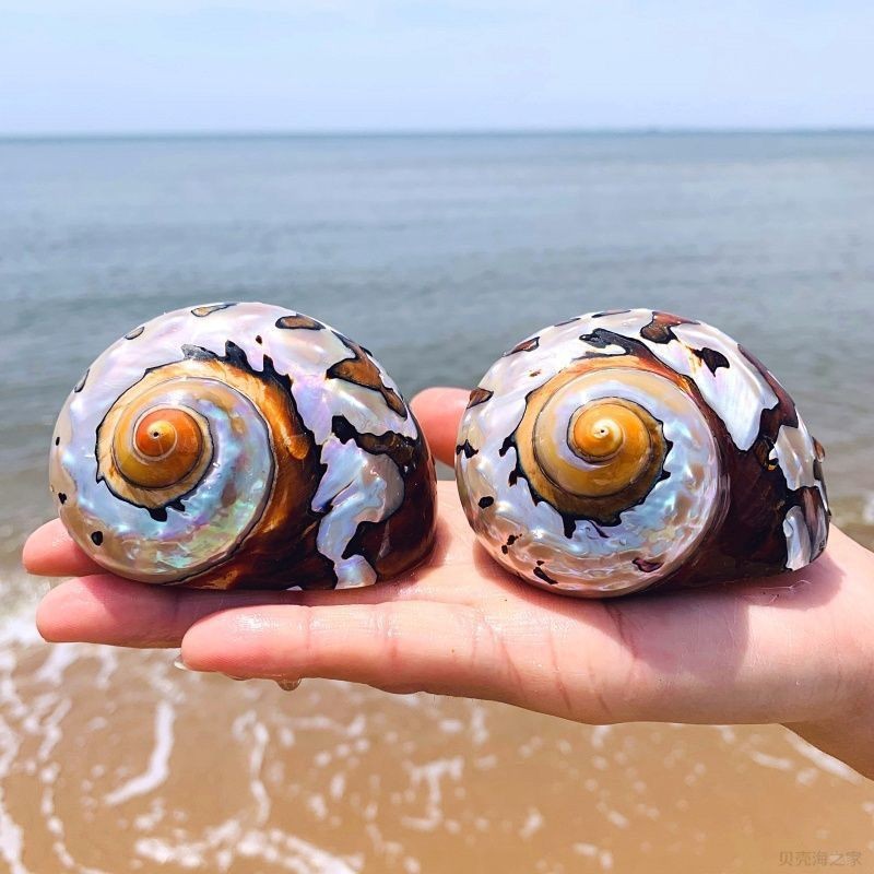 South African Turbo Shell 6‑7cm Natural Conch Aquarium Decor Craft Ornament