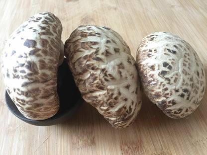 100% Natural Edible Mushroom Baswood Mushroom Brown Shiitake -