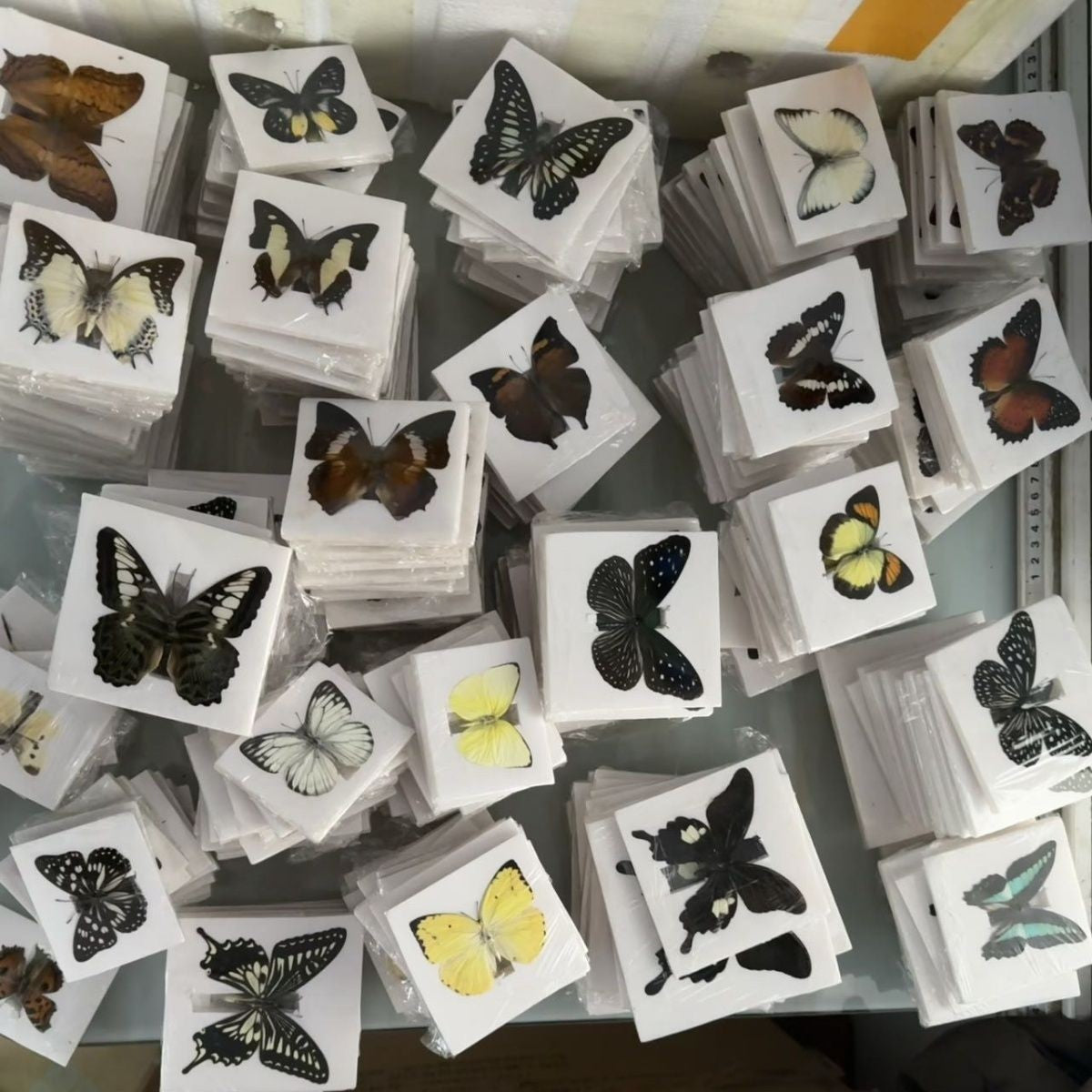 30 Assorted Real Butterfly Specimens Spread Wing PVC Packed A1-A- Grade