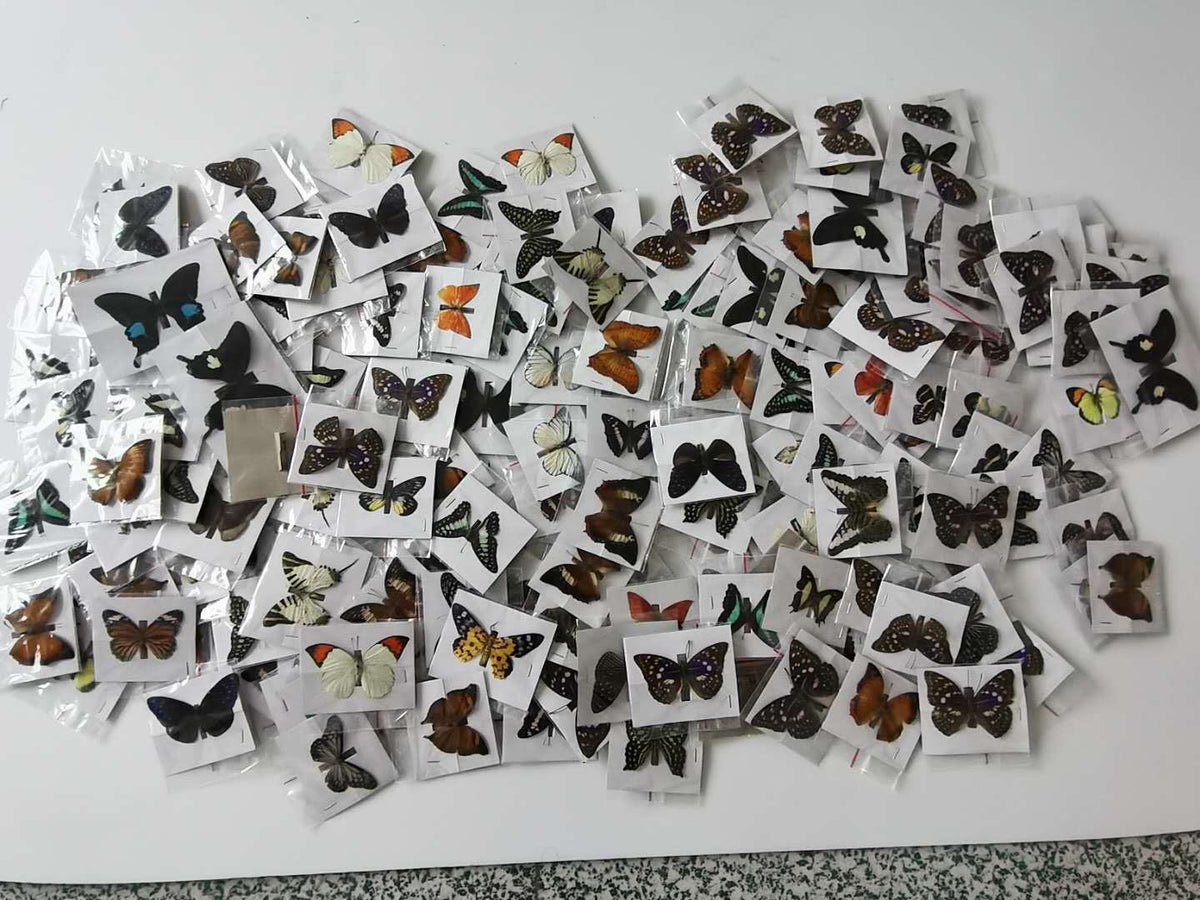 （Butterfly Species with No Duplicates）20pcs natural Real Butterflies Specimen