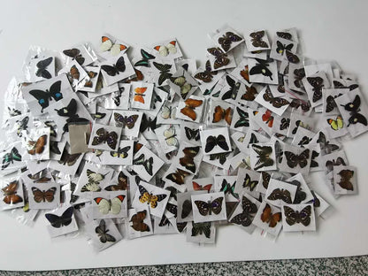 （Butterfly Species with No Duplicates）20pcs natural Real Butterflies Specimen