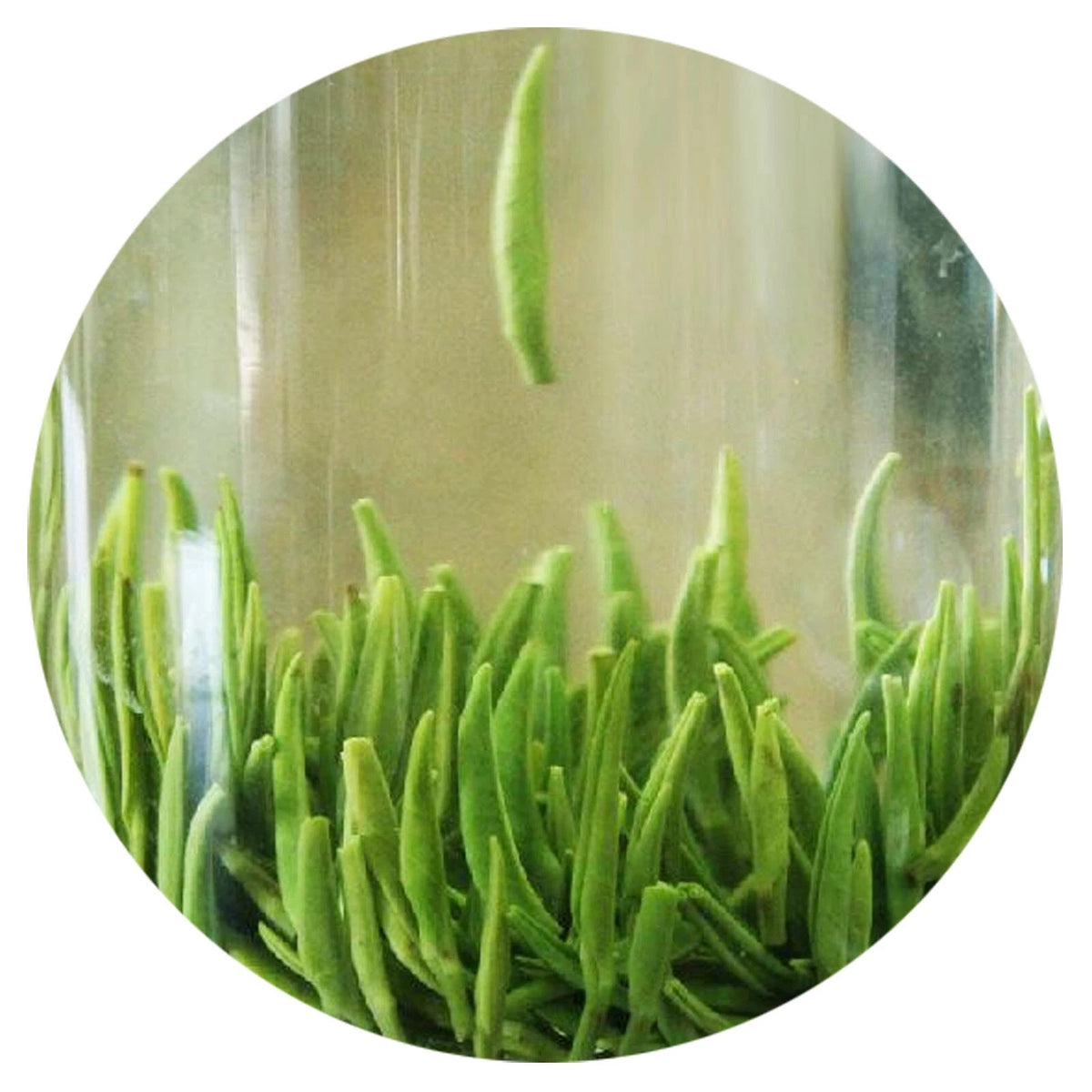 500g Supreme Emei High Mountain Zhuyeqing Spring Bamboo Chinese GREEN TEA