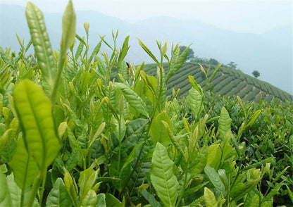 250g Top Alishan High Mountain Tea Peach Tea Flavor Oolong Tea Organic Green Tea