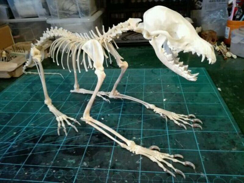 Vulpes Real Cross Fox Skulls Specimens Organic Material Complete Animal Skeleton